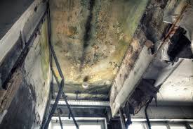 Why You Should Choose Our Mold Remediation Services in Easley, SC